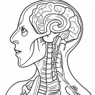 Anatomía Y Fisiología Páginas Para Colorear