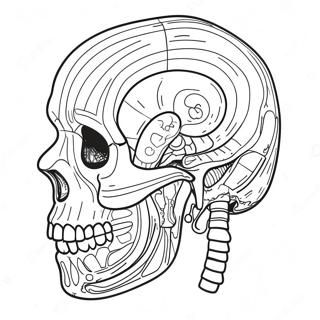 Pagina Para Colorear De Anatomia Y Fisiologia 107435-44590