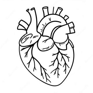 Anatomía Del Corazón Páginas Para Colorear