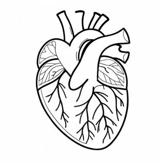 Pagina Para Colorear De Anatomia Del Corazon 76805-19588