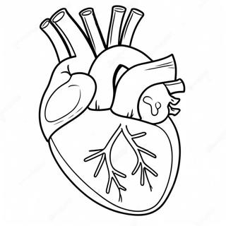 Pagina Para Colorear De Anatomia Del Corazon En Caricatura 76809-19601