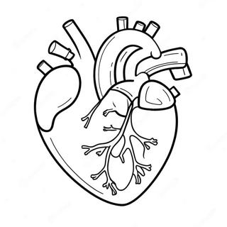 Pagina Para Colorear De Anatomia Del Corazon En Caricatura 76809-19602
