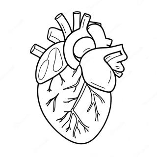 Pagina Para Colorear De Anatomia Del Corazon En Caricatura 76809-19604