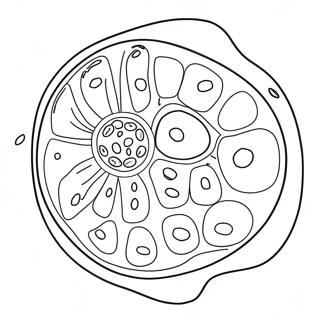 Pagina Para Colorear Del Diagrama De La Celula Vegetal 92194-31881