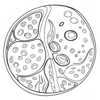 Pagina Para Colorear Del Diagrama De La Celula Vegetal 92194-31884